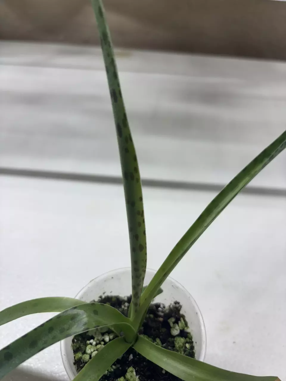 Chocolate Chip Manfreda thumbnail