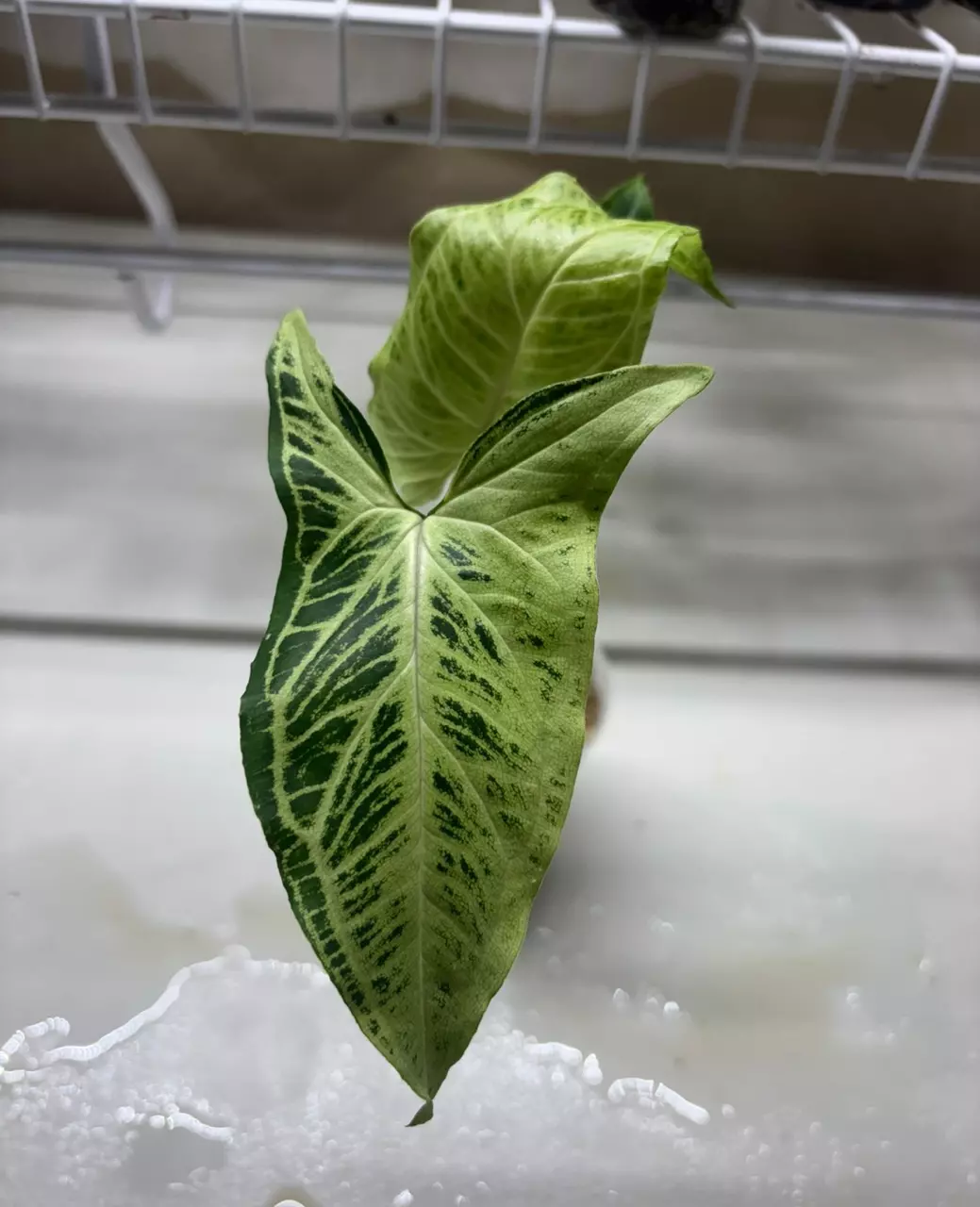 Syngonium Batik thumbnail