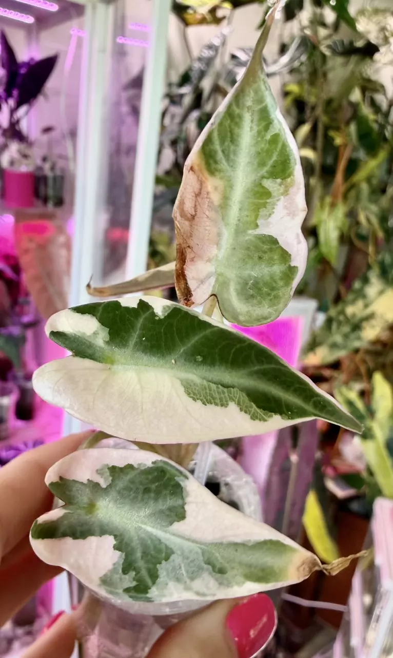 🦄 DeVeers Blue Alocasia thumbnail