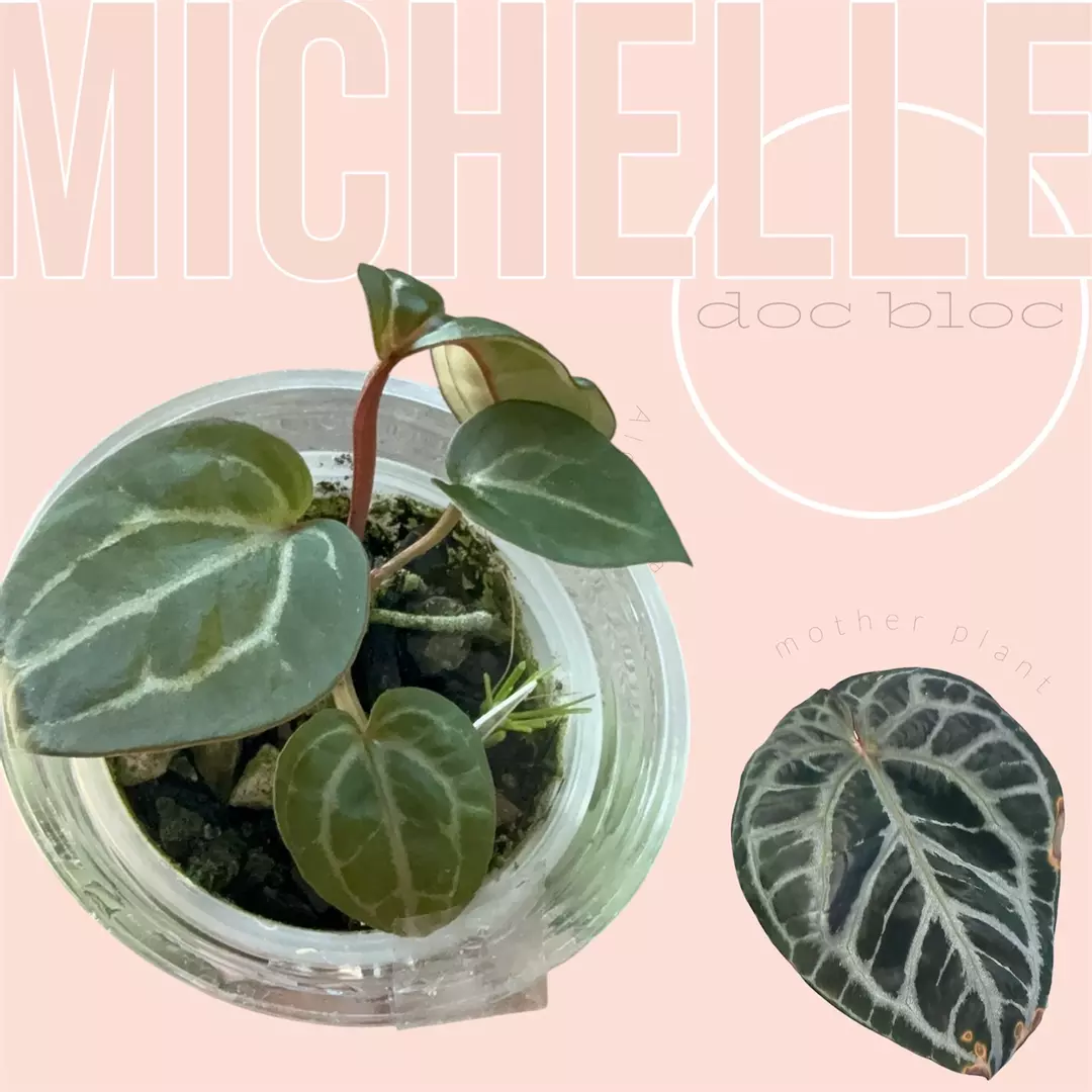 Doc block “Michelle” anthurium thumbnail