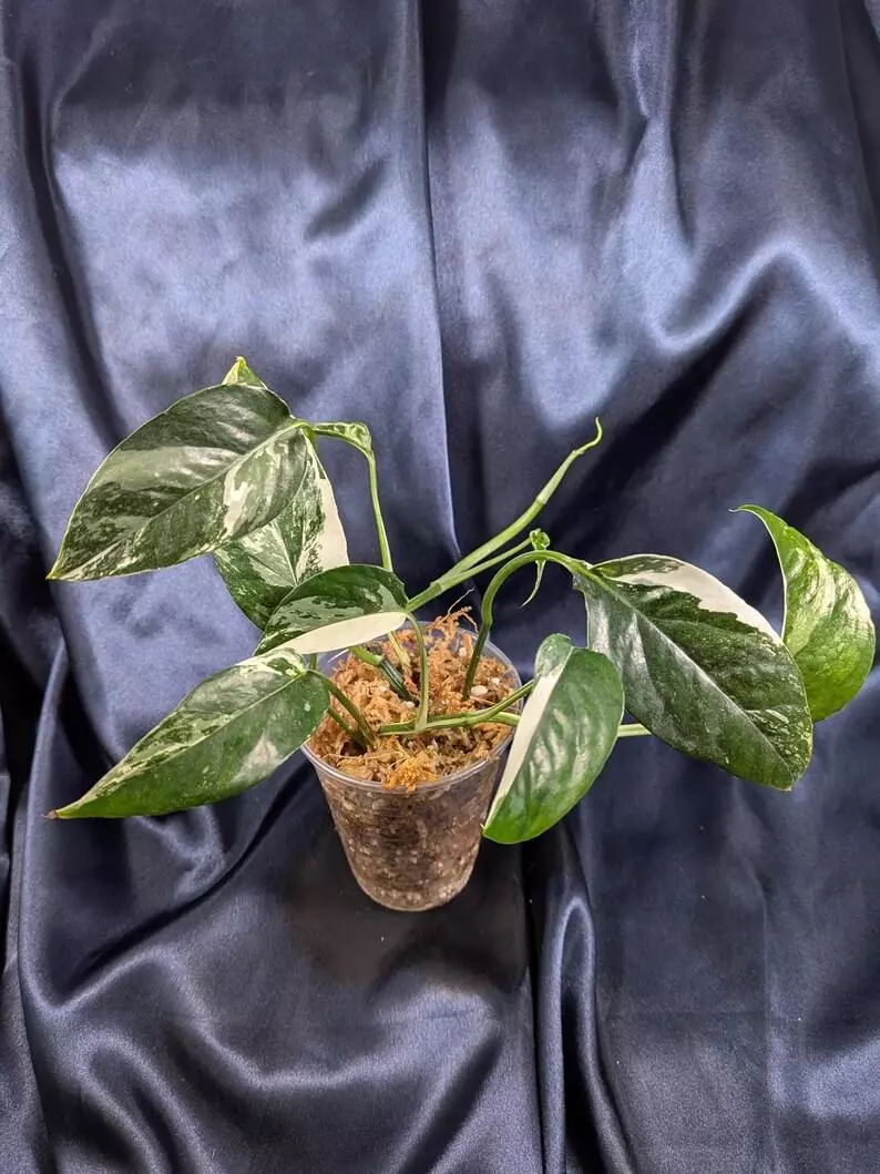 Epipremnum Pinnatum Albo thumbnail