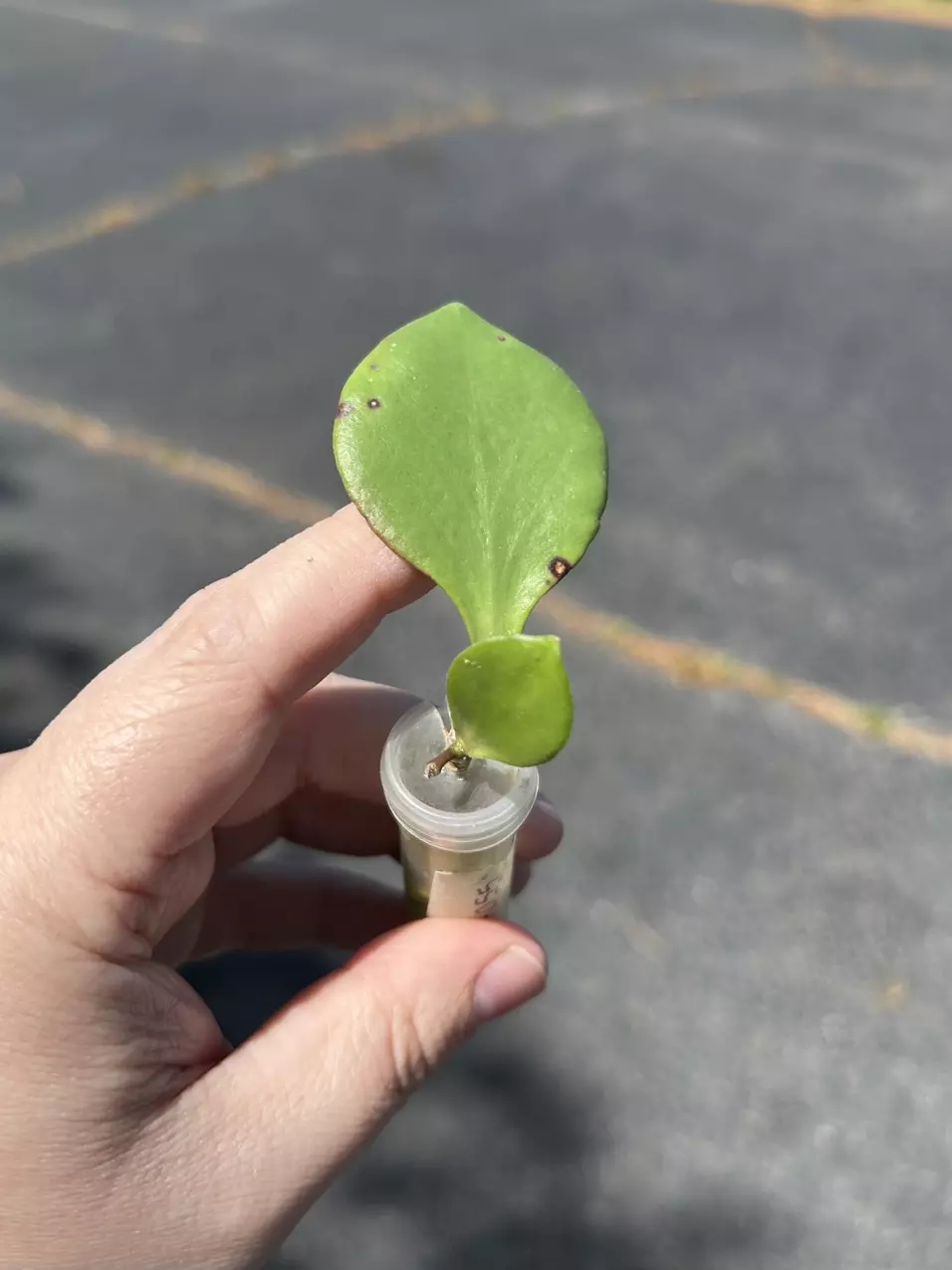Hoya NS05-055 (2 leaf rooted) thumbnail