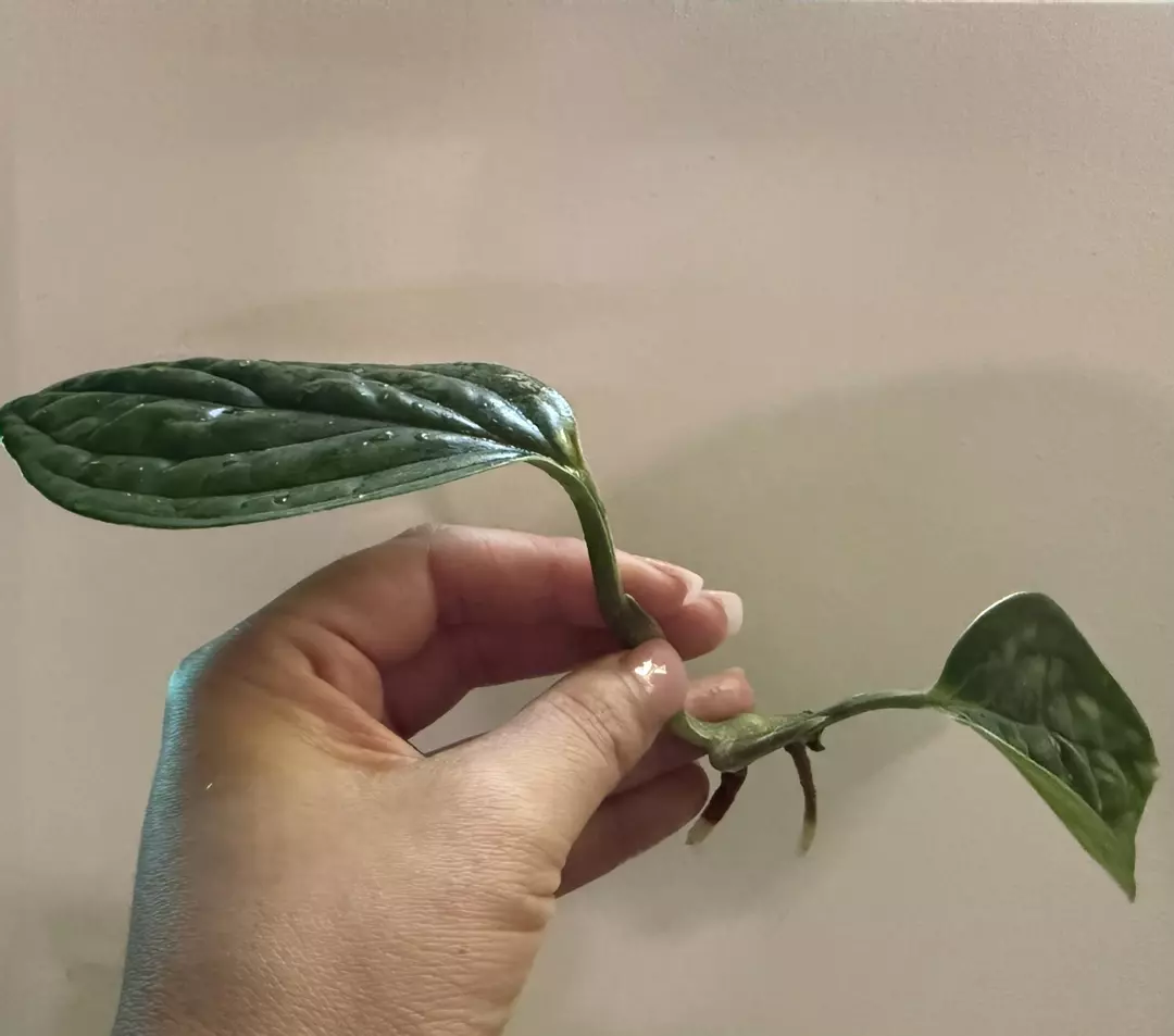 Monstera Peru low variegated thumbnail