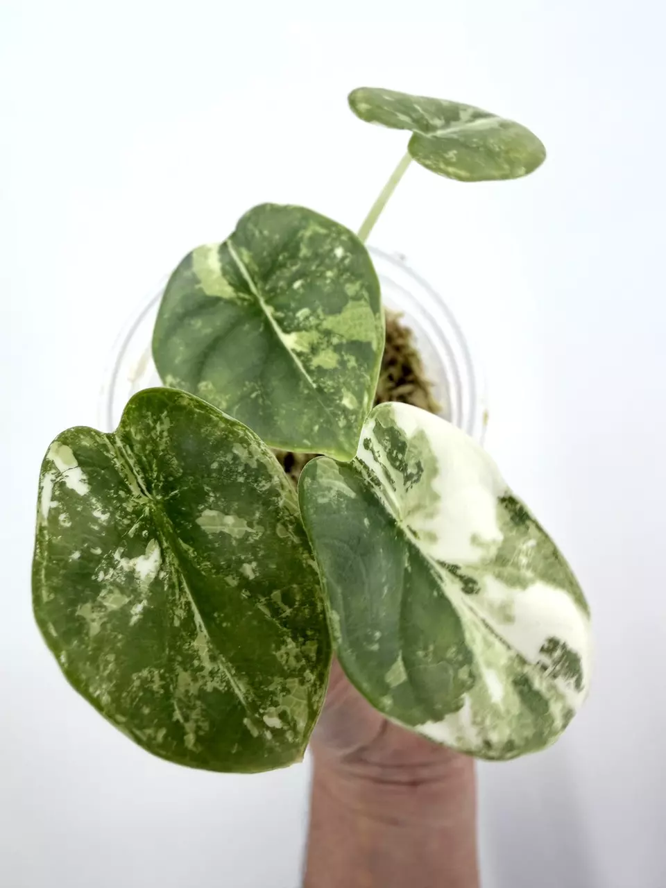 Hard to Find!  Alocasia Silver Dragon Albo Variegated # 585 thumbnail