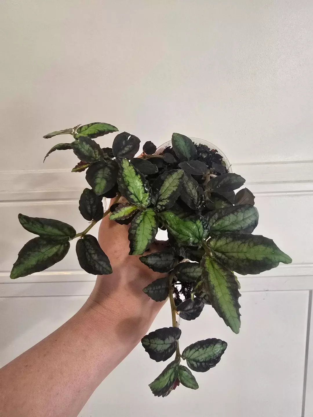 Pellonia Repens, well-rooted thumbnail