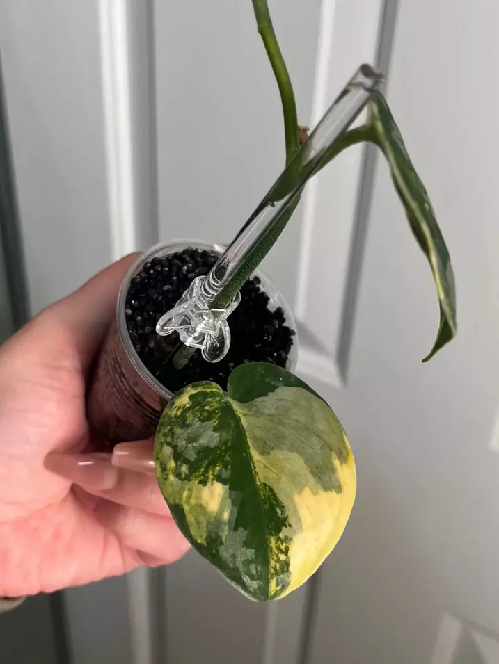 Scindapsus Bakudapati thumbnail