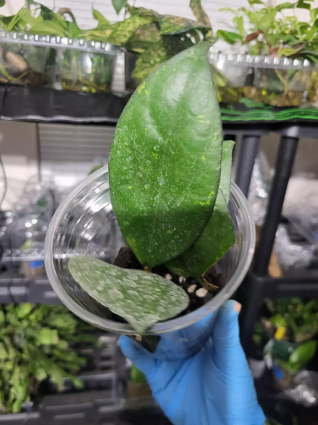 Hoya jordana ( natalie × joy splash) thumbnail