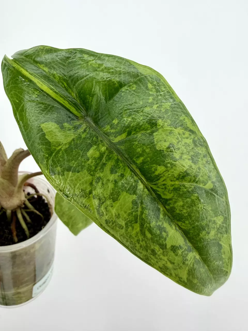 CORM:   UNICORN Alocaisa Dragon Wing Aurea Variegated thumbnail