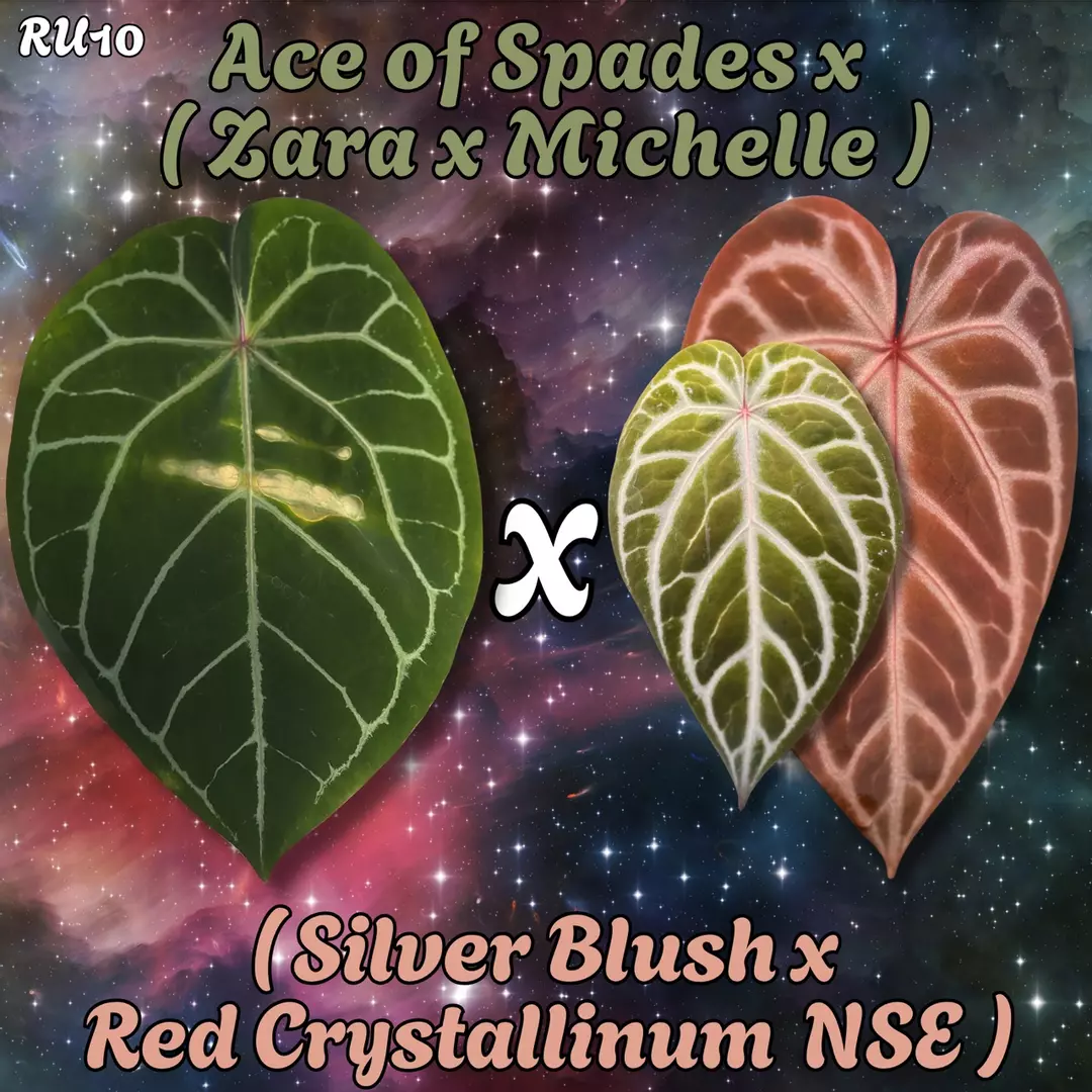 Anthurium (Ace of Spades x (Zara x Michelle)) X
(Silver Blush x Red Crystal NSE) thumbnail