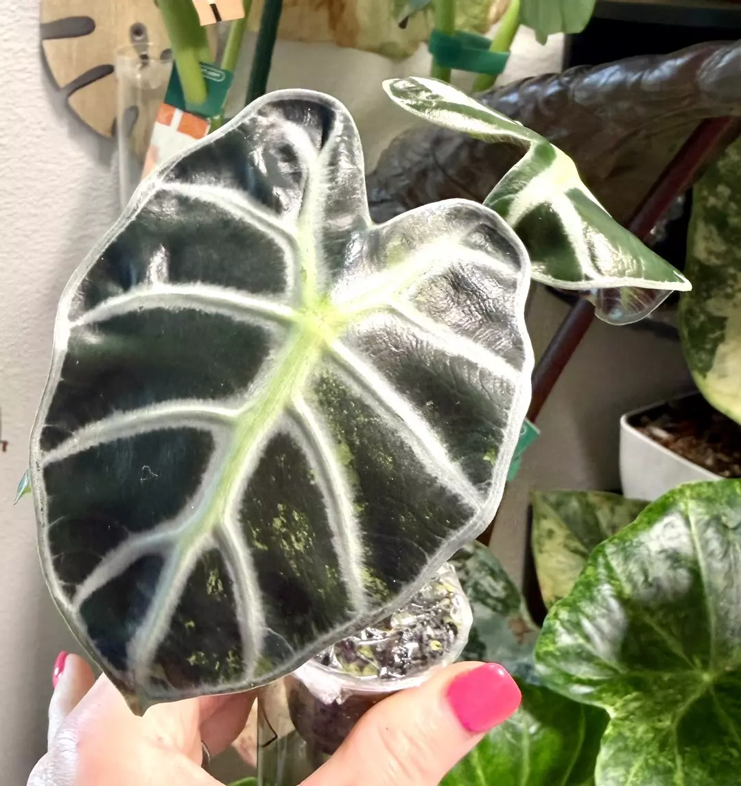 Pink Heart Balloon Alocasia thumbnail