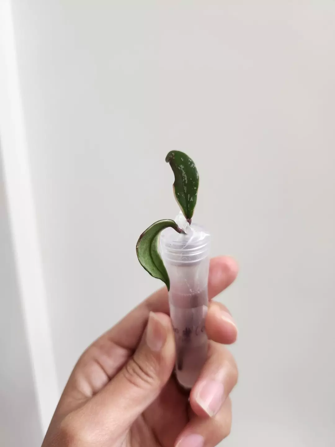 Hoya Pubicalyx albo cutting thumbnail