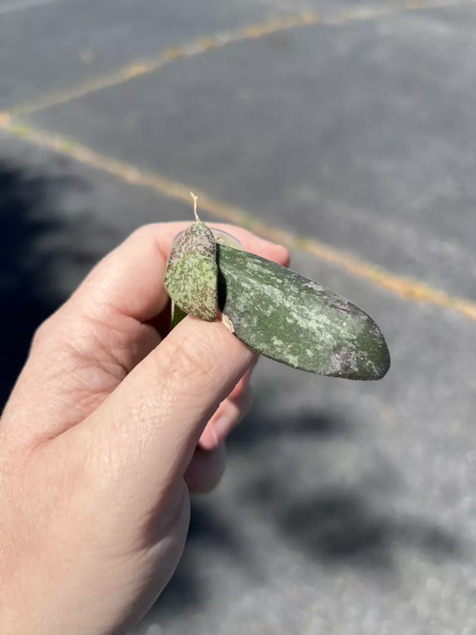 Hoya Sigillatis Silver (2 leaf rooted) thumbnail