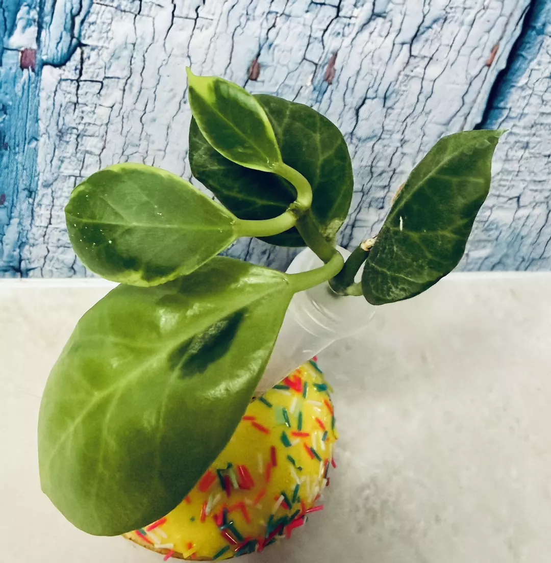 Hoya Obscura Albo Variegated thumbnail