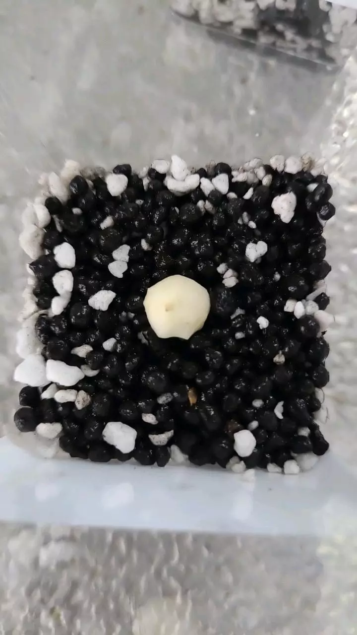 Alocasia Blizzard Corm thumbnail