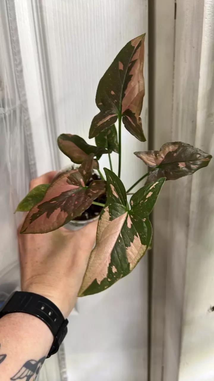 Syngonium thai pink splash thumbnail