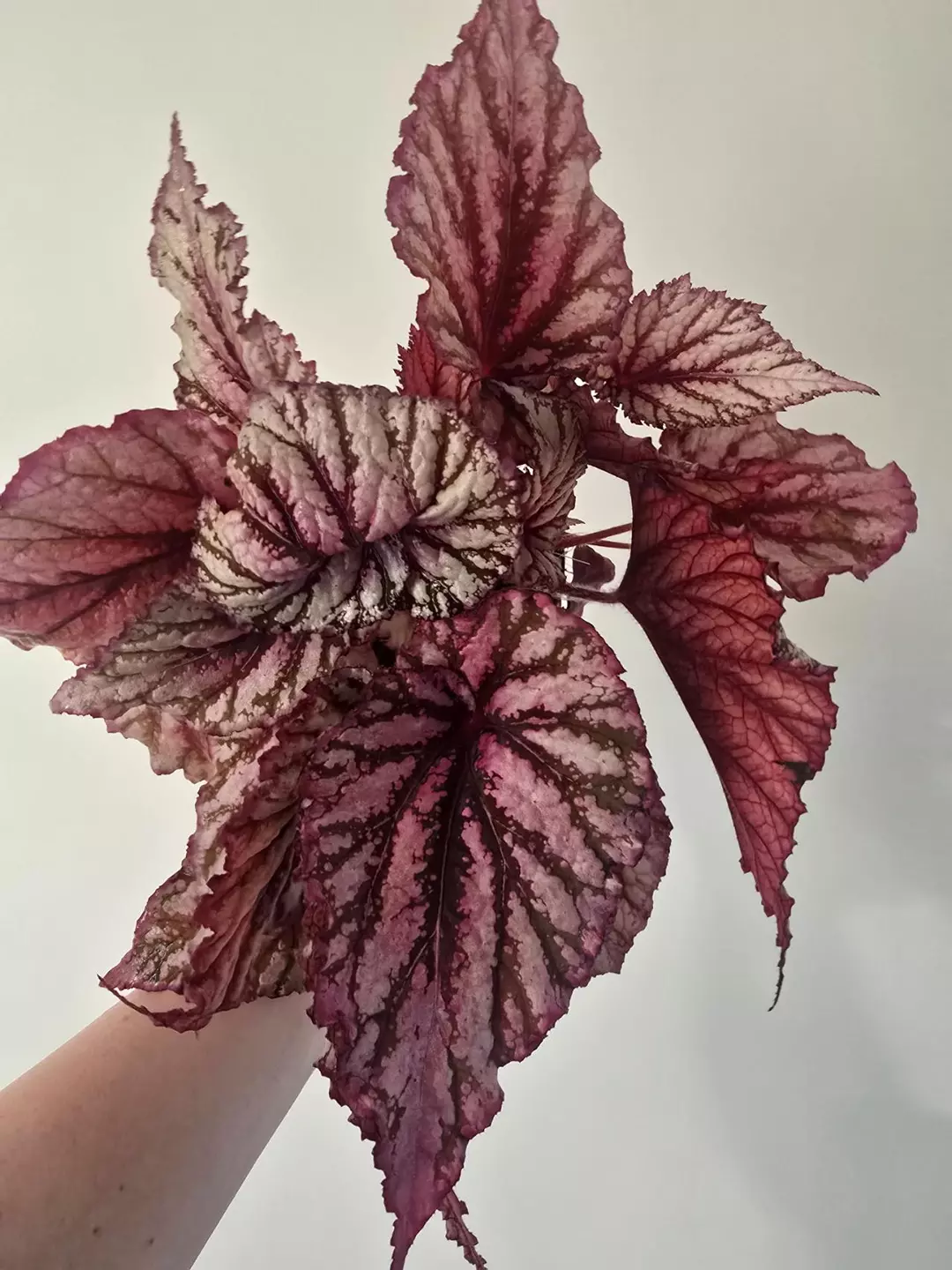 Begonia Rex NOID, super rooted thumbnail
