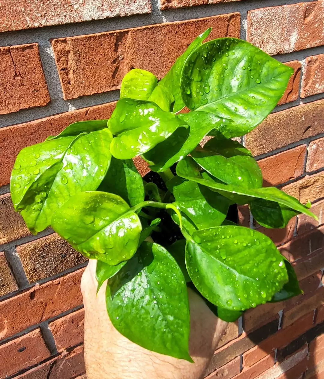 Pothos Green Genie thumbnail