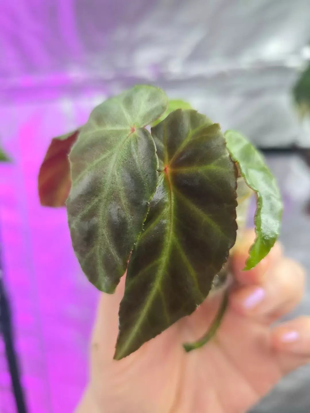 Begonia 'Grey Feather' thumbnail
