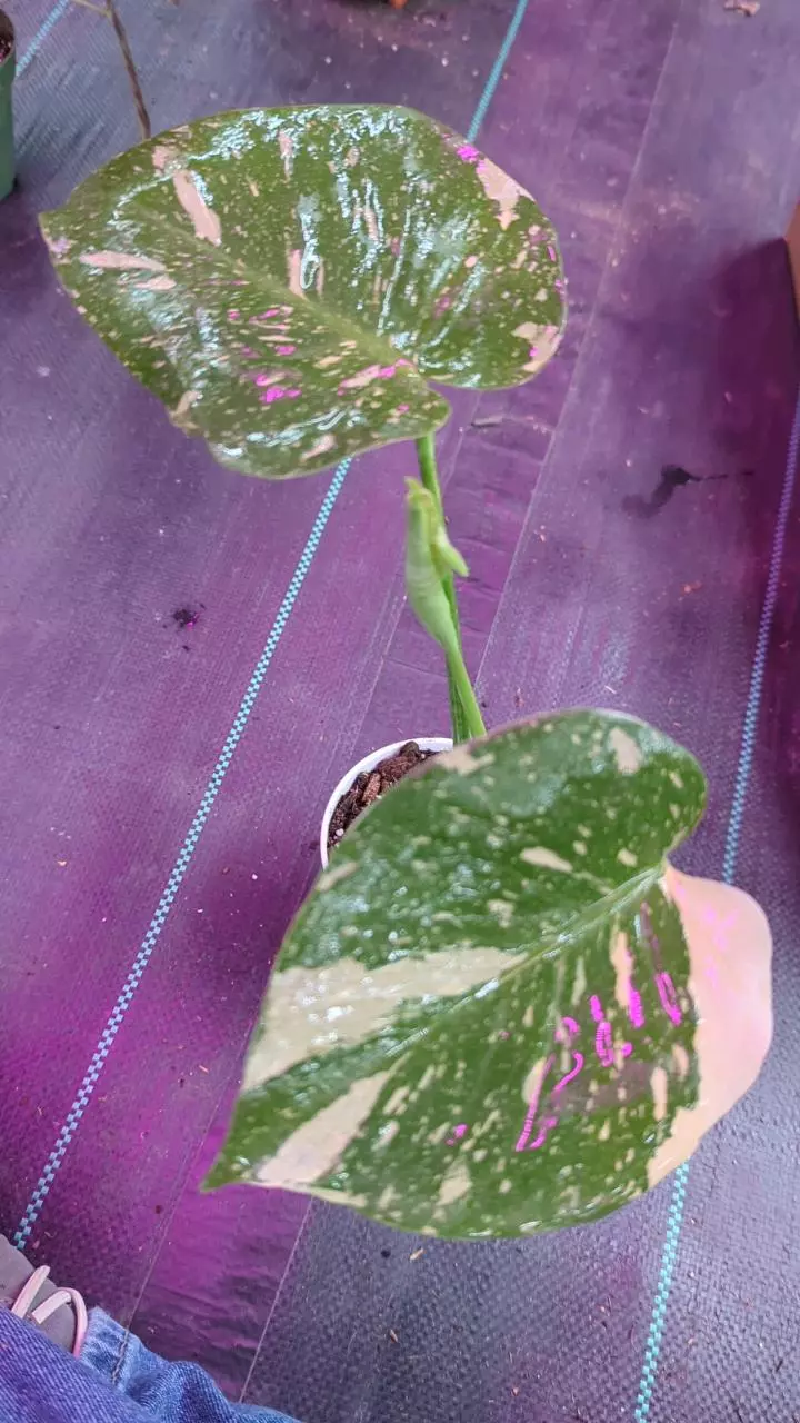 1203 Monstera Thai Con thumbnail