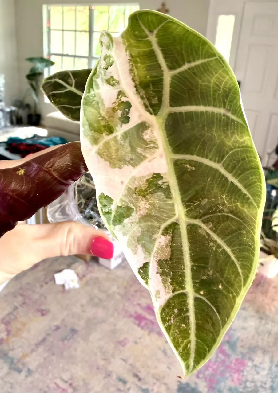 Pink Watsoniana doff Alocasia thumbnail