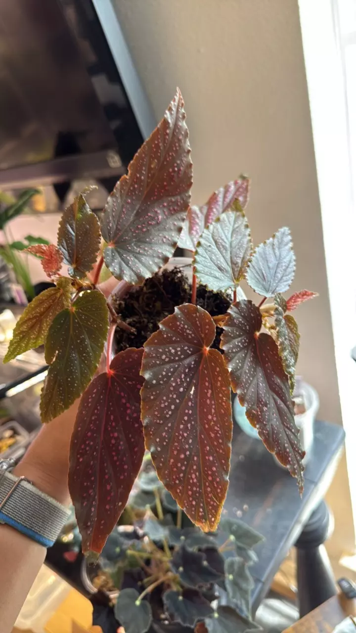 Begonia Pink Spot thumbnail