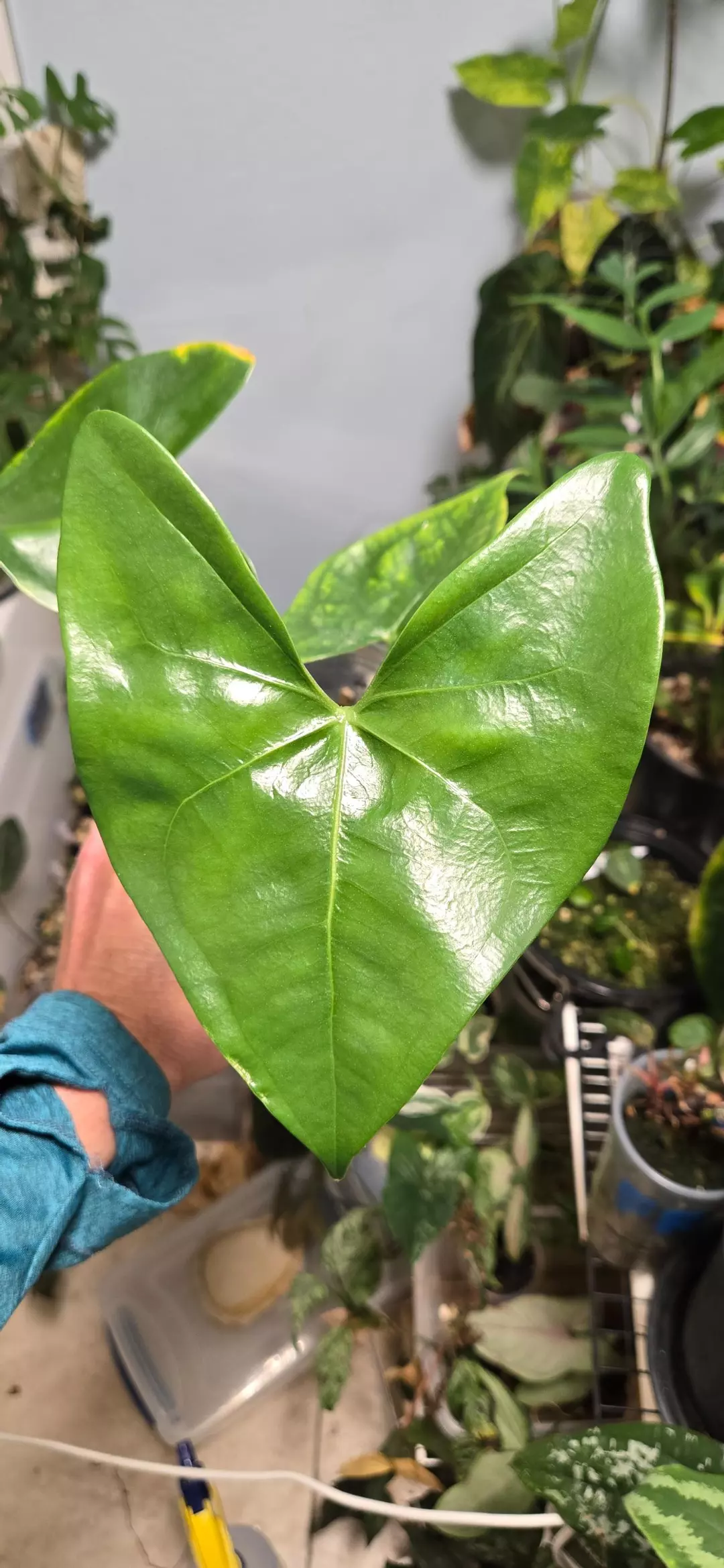 Anthurium tacotalpense BL1 clone thumbnail