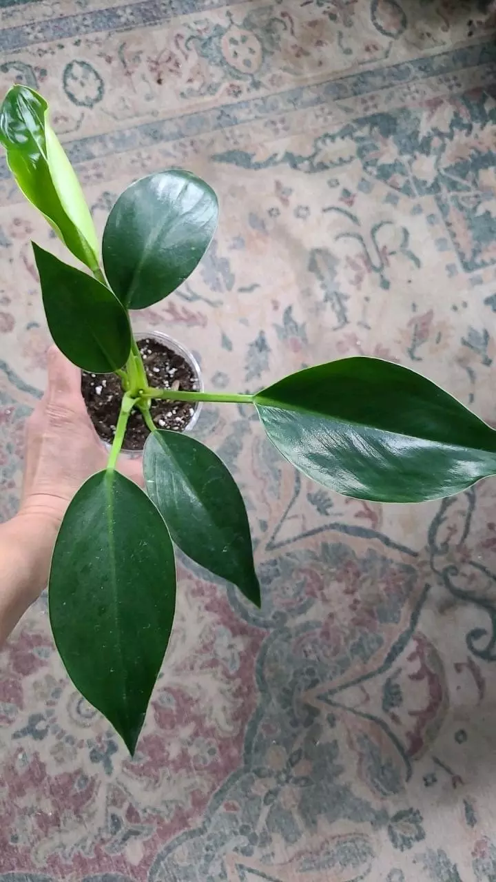 Philodendron Green Congo 3.25" thumbnail