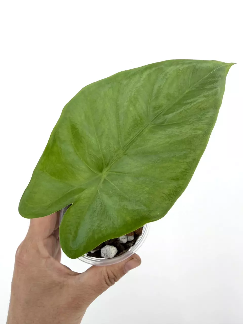 Alocasia NOID Longiloba Non-Variegated; Mystery Shape # 584 thumbnail