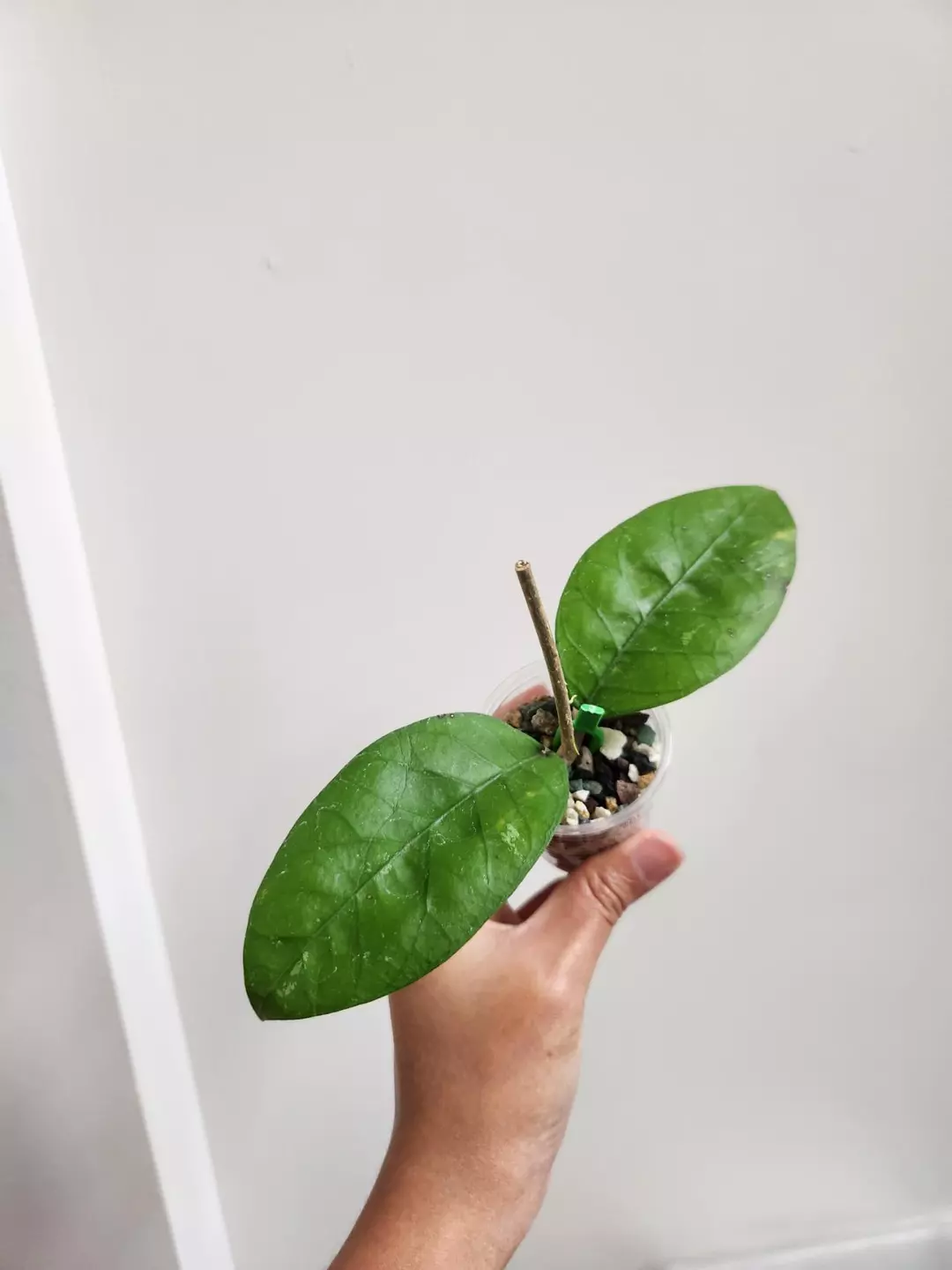 Hoya sp Aceh Green apple thumbnail