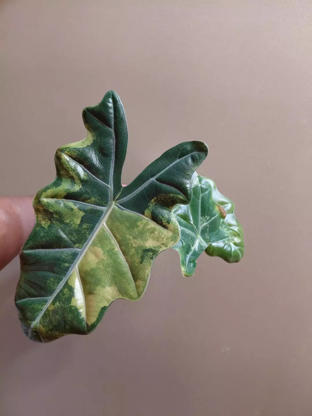 Alocasia Pseudosanderiana Aurea thumbnail