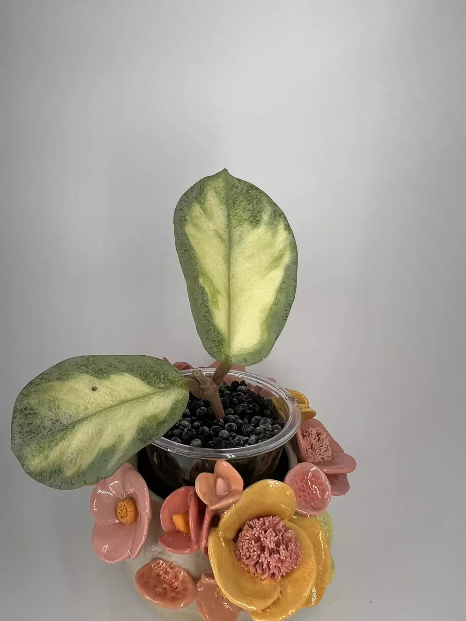 GC Hoya Carnosa Argentea Princess thumbnail