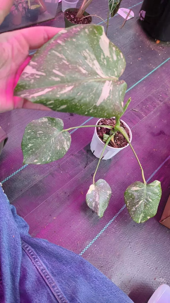 1204 Monstera Thai Con thumbnail