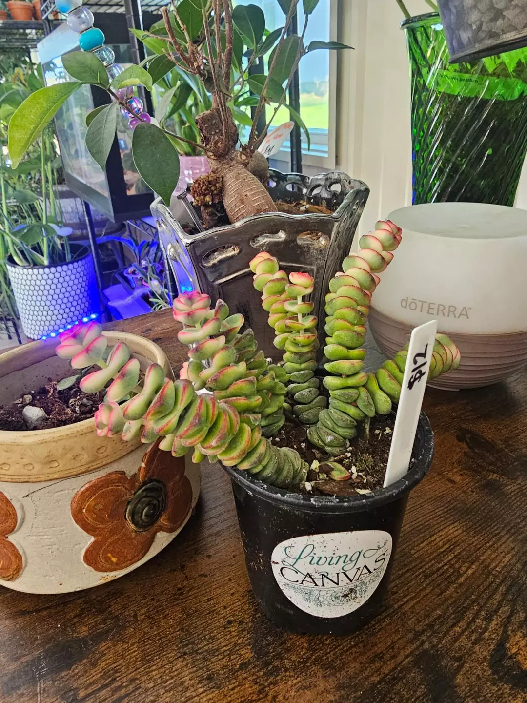 String of Buttons thumbnail