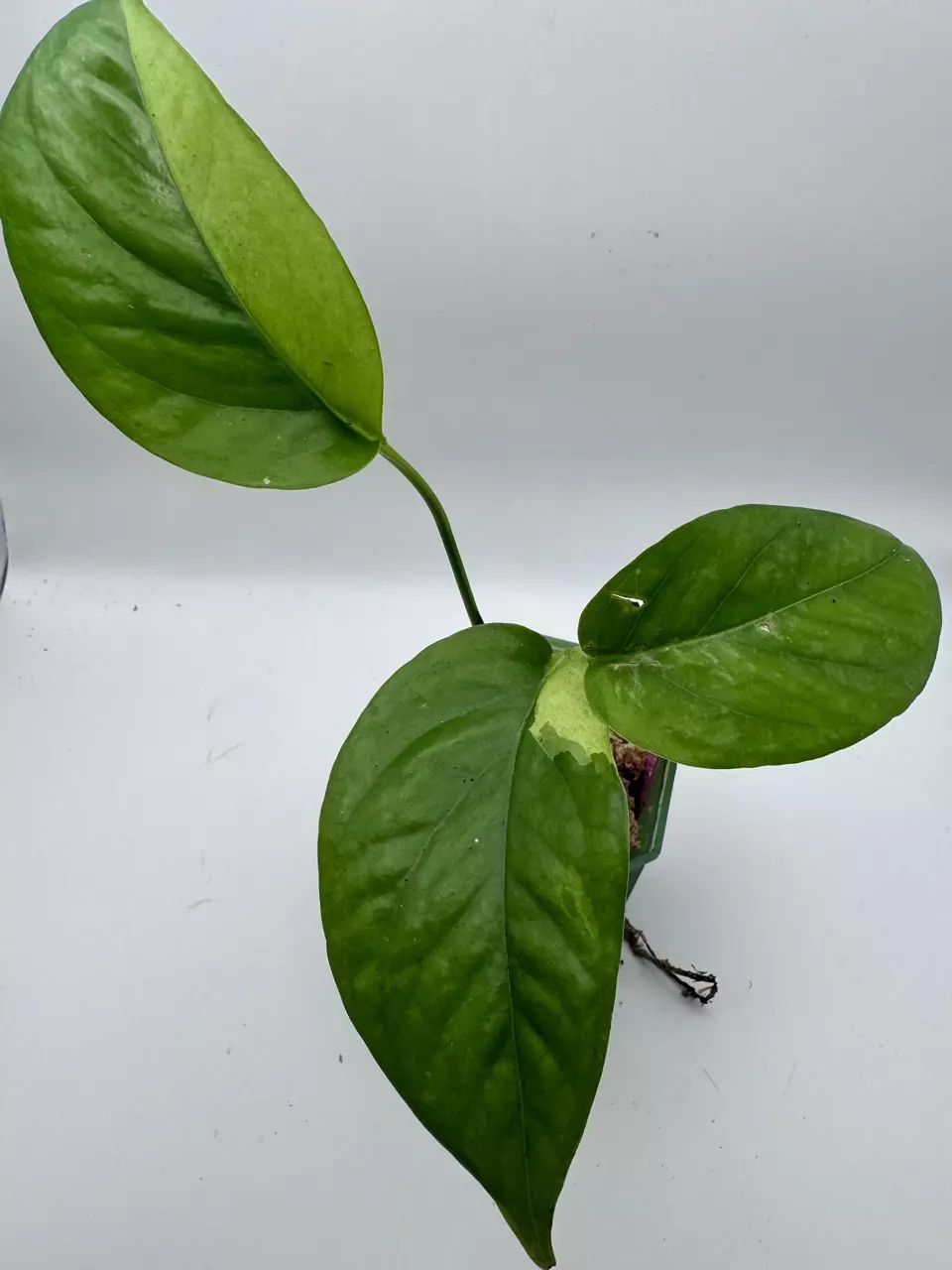 Epipremnum Pinnatum Phuket Neon 0543 thumbnail