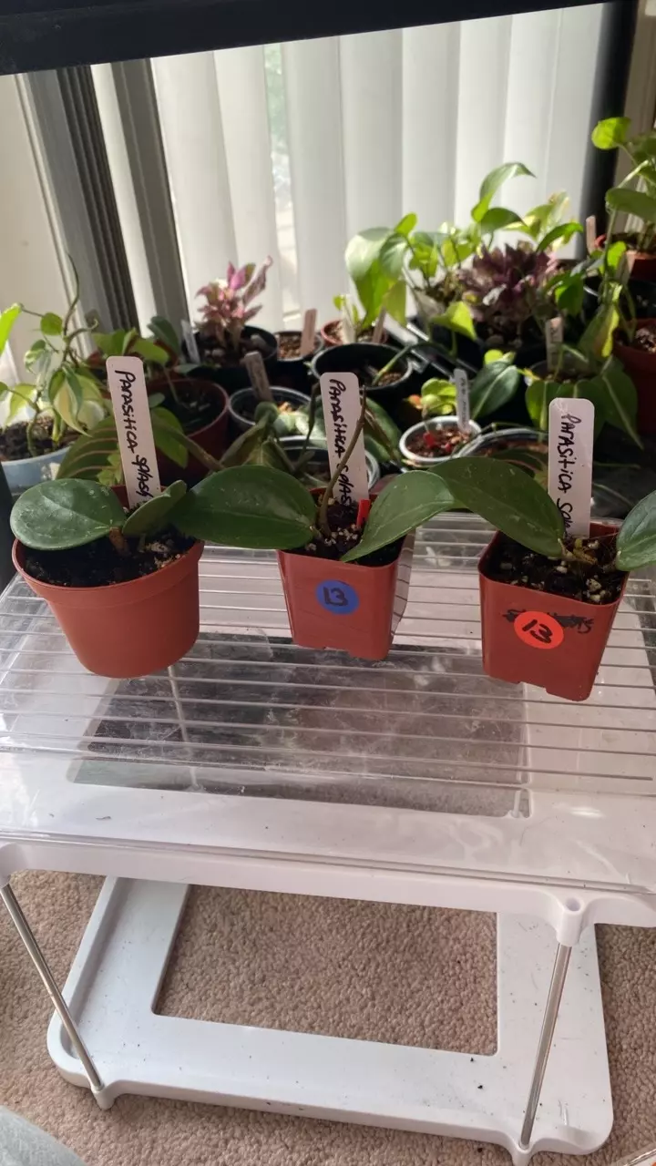 Hoya parasitica Splash thumbnail