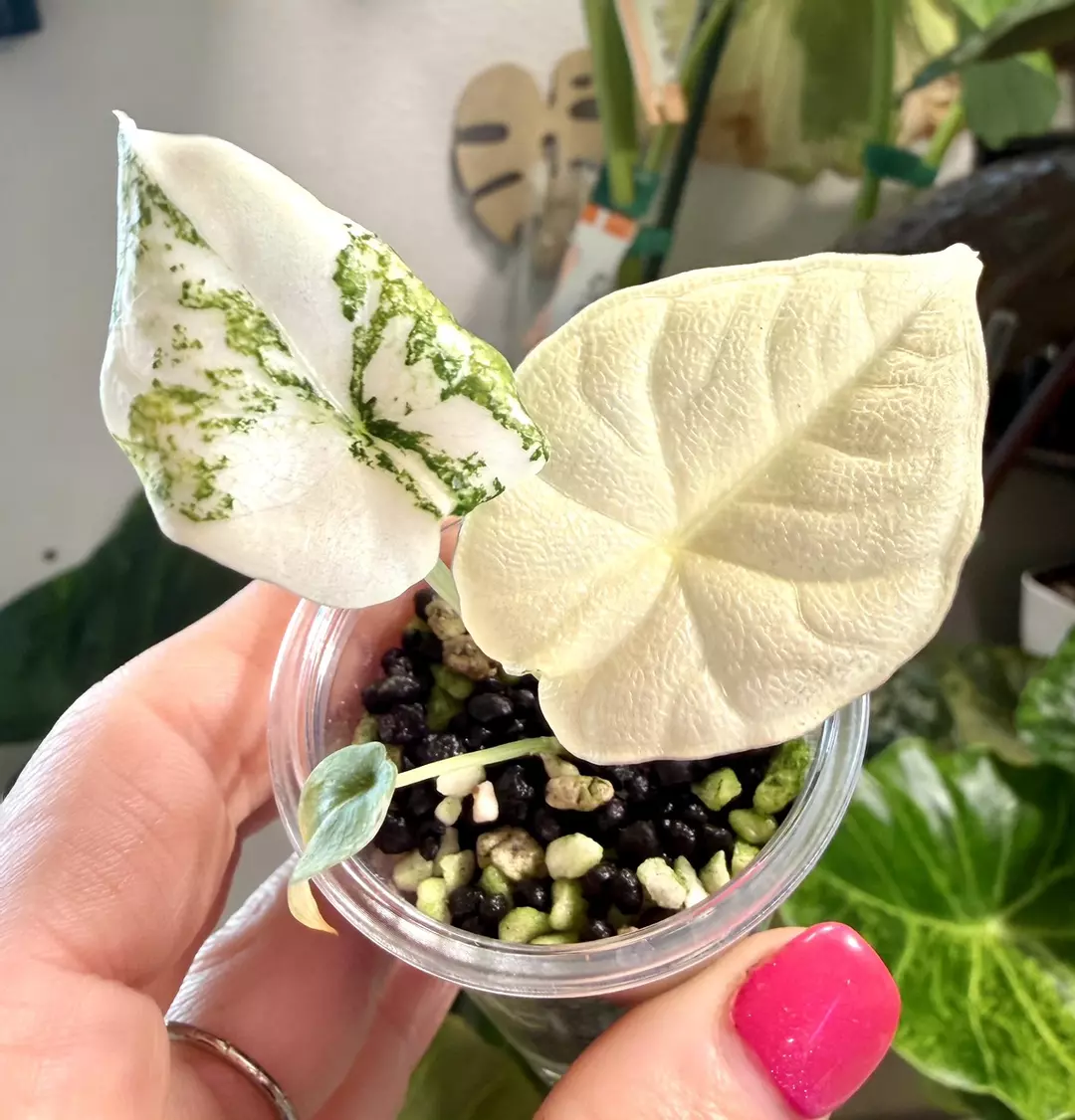 Melo Albo Alocasia thumbnail