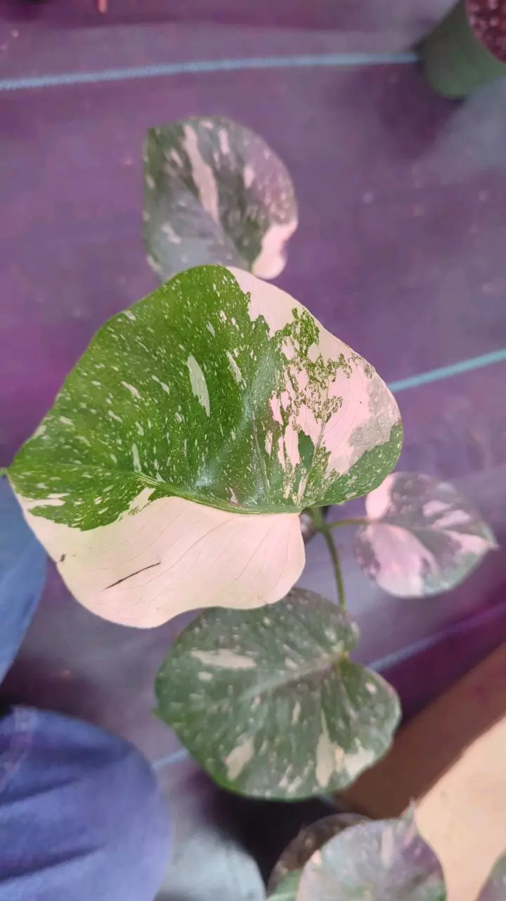 1206 Monstera Thai Con thumbnail