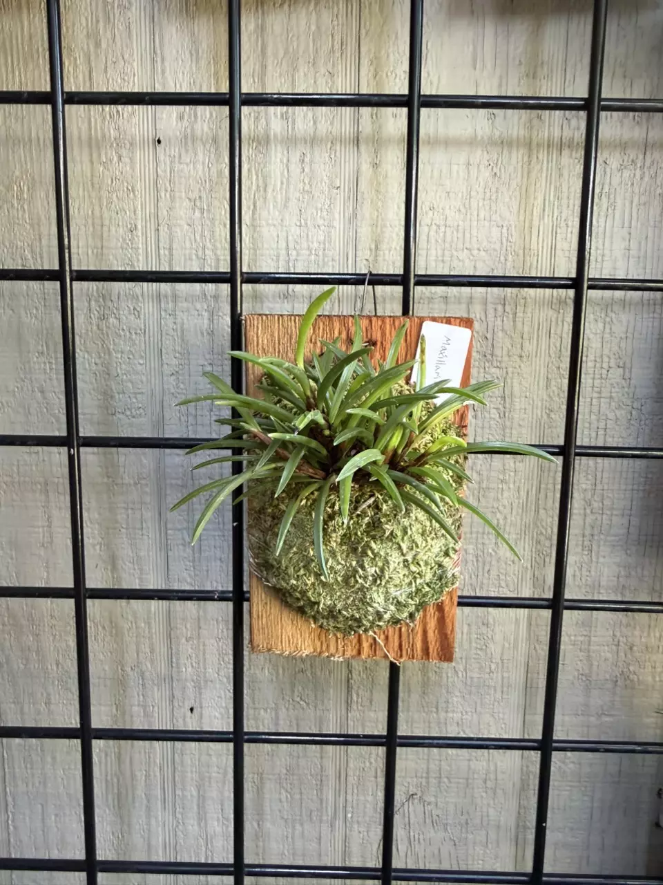 Mounted Maxillaria uncata orchid thumbnail