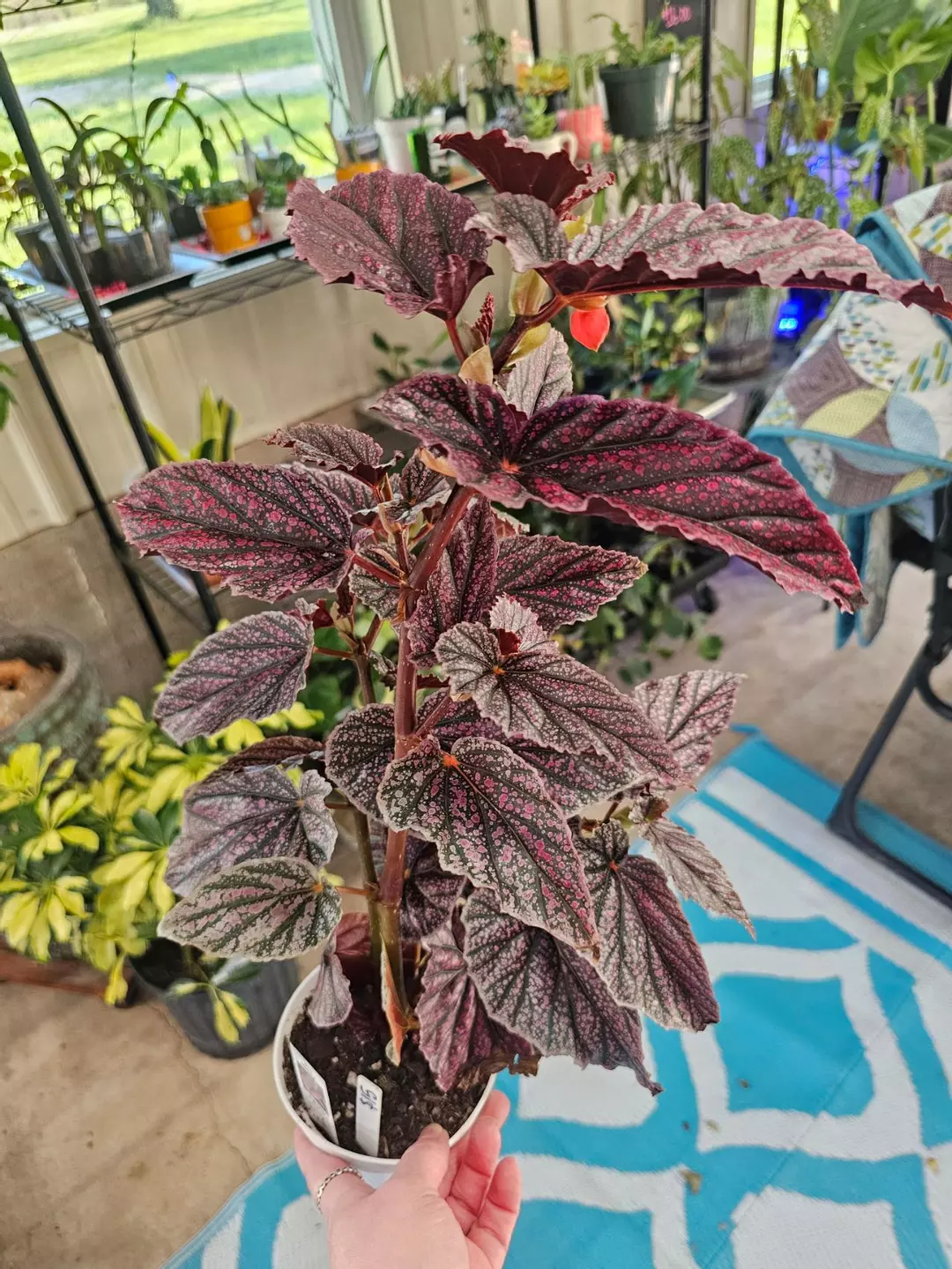 Begonia Miss Mummy thumbnail