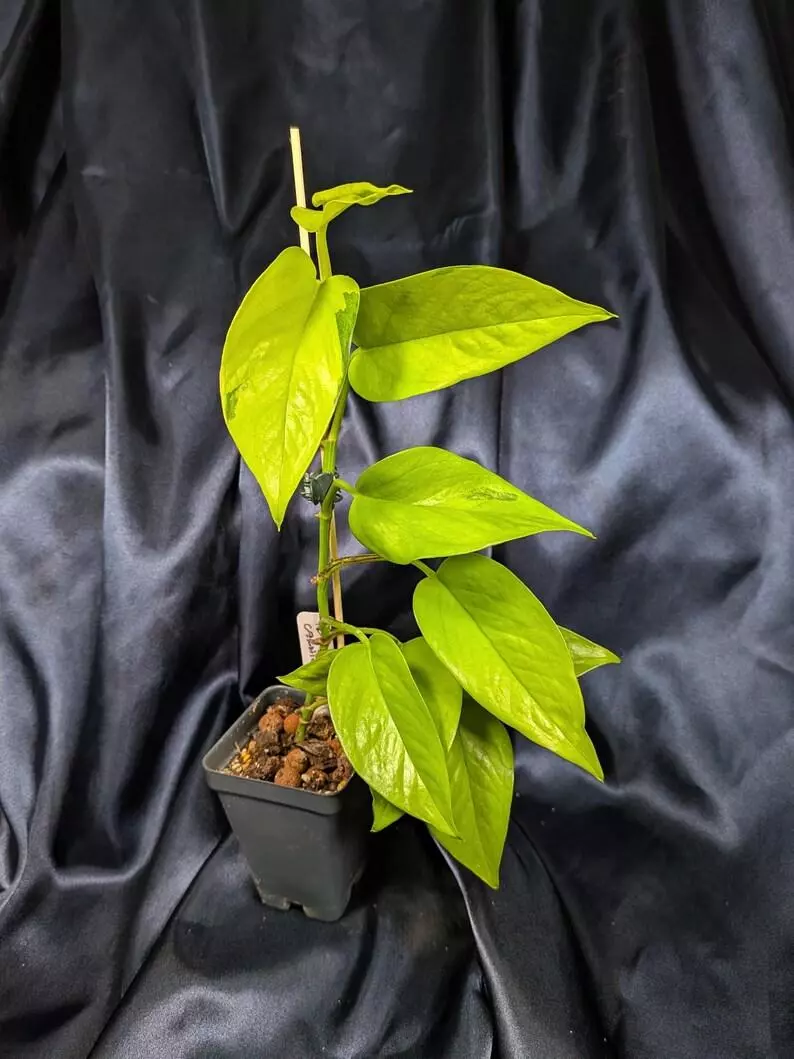 Epipremnum Teruno Carnival thumbnail