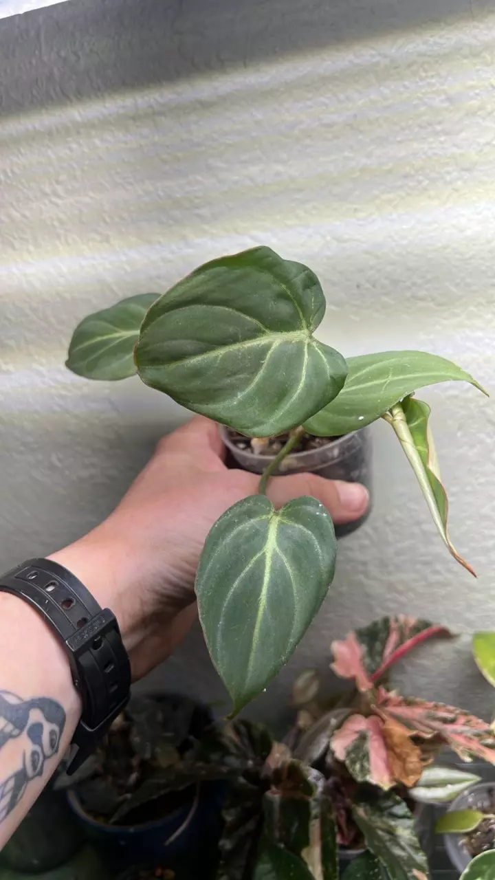Philodendron Gloriosum pink back division lightly rooted thumbnail