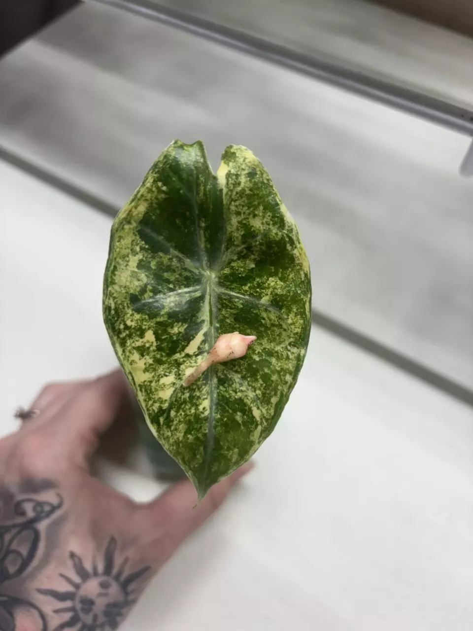 CORM Nairobi Night Aurea thumbnail