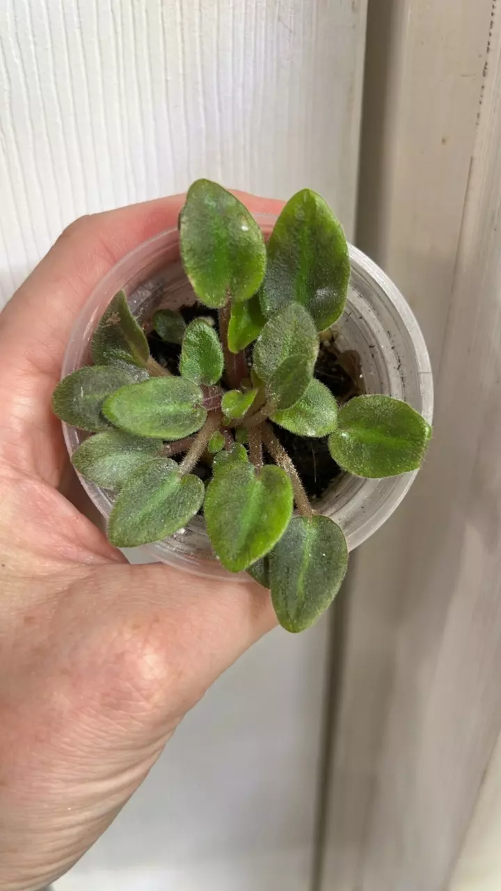 Mini african violet purple flower division thumbnail