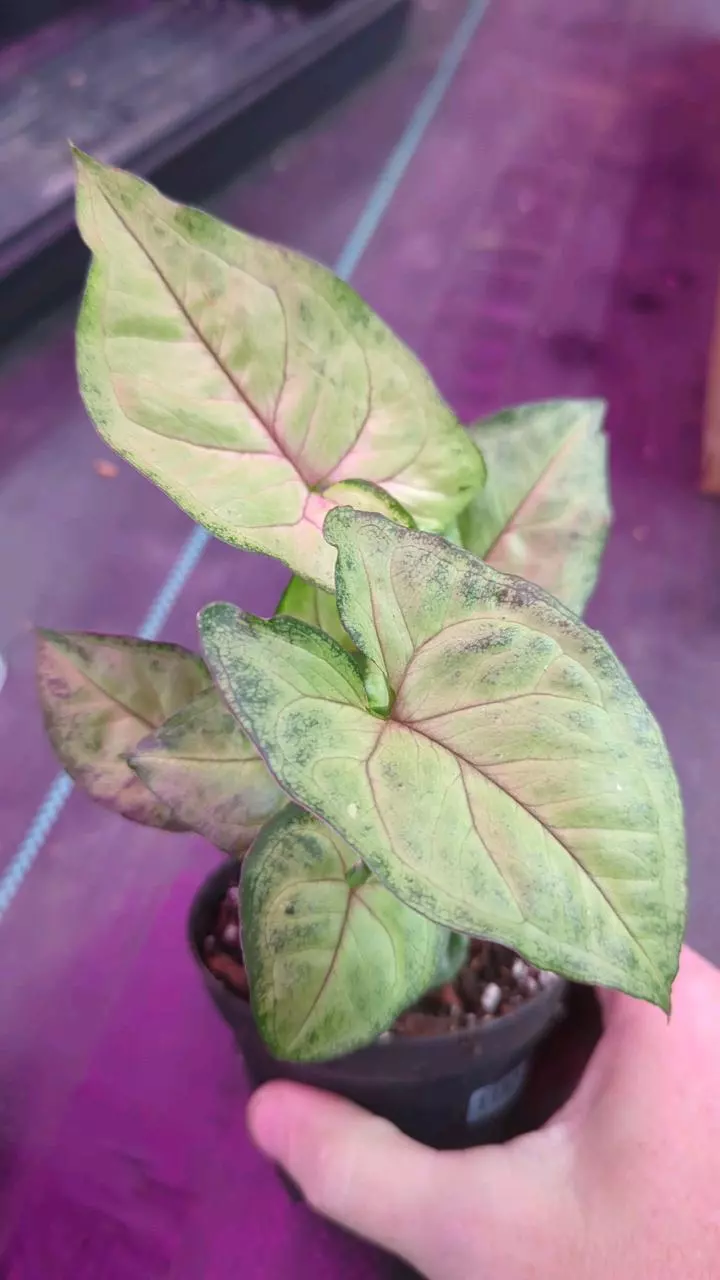 1197 Syngonium Bob Allusion thumbnail