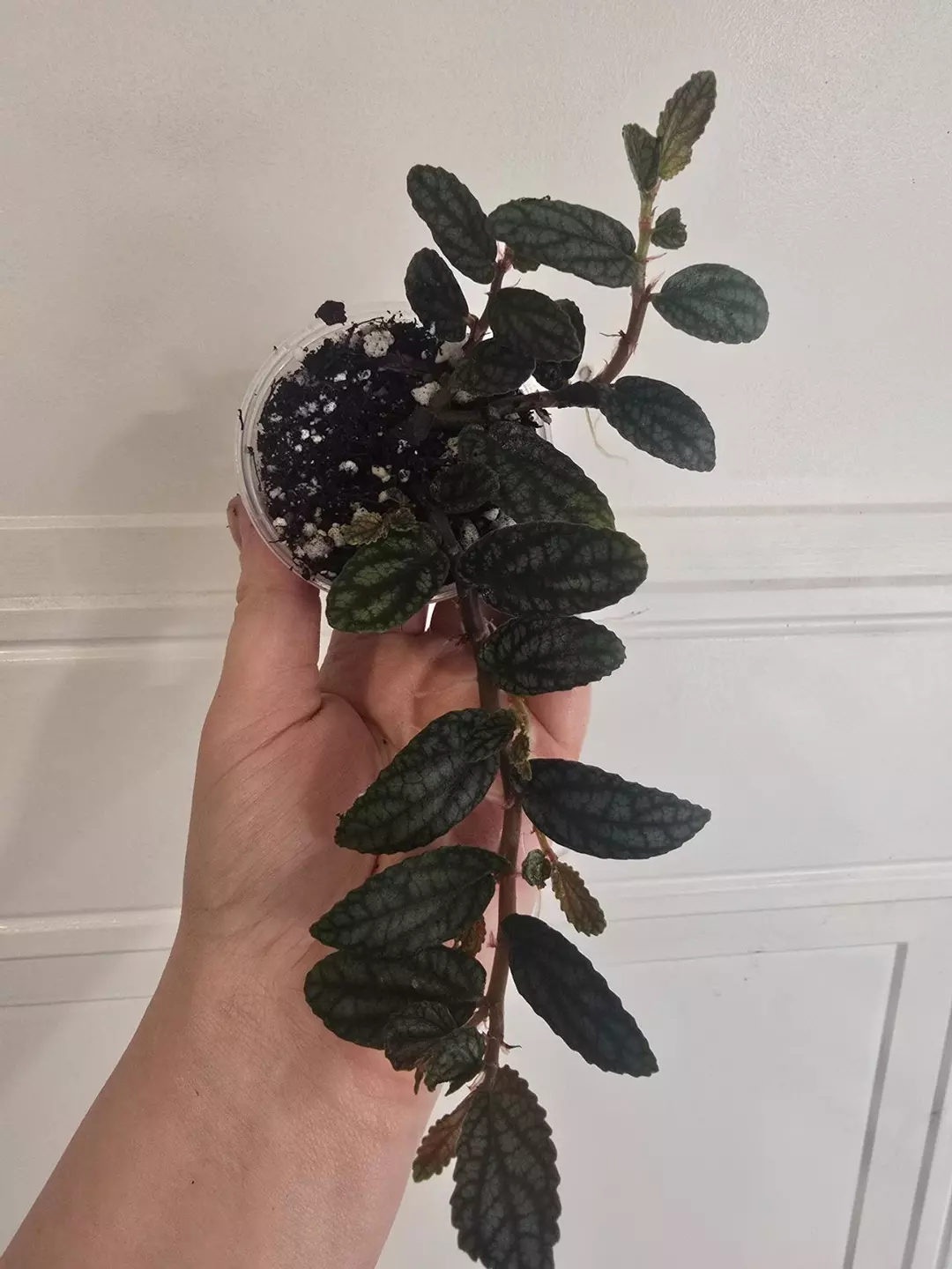 Pellonia Pulchra, mature/well-rooted thumbnail