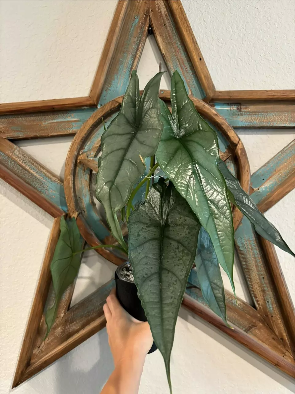 Alocasia Dragon’s Breath *CORM* thumbnail