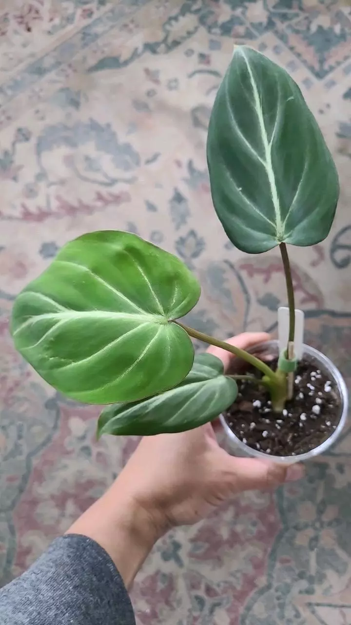 Philodendron Gloriosum 3.25" #2 thumbnail