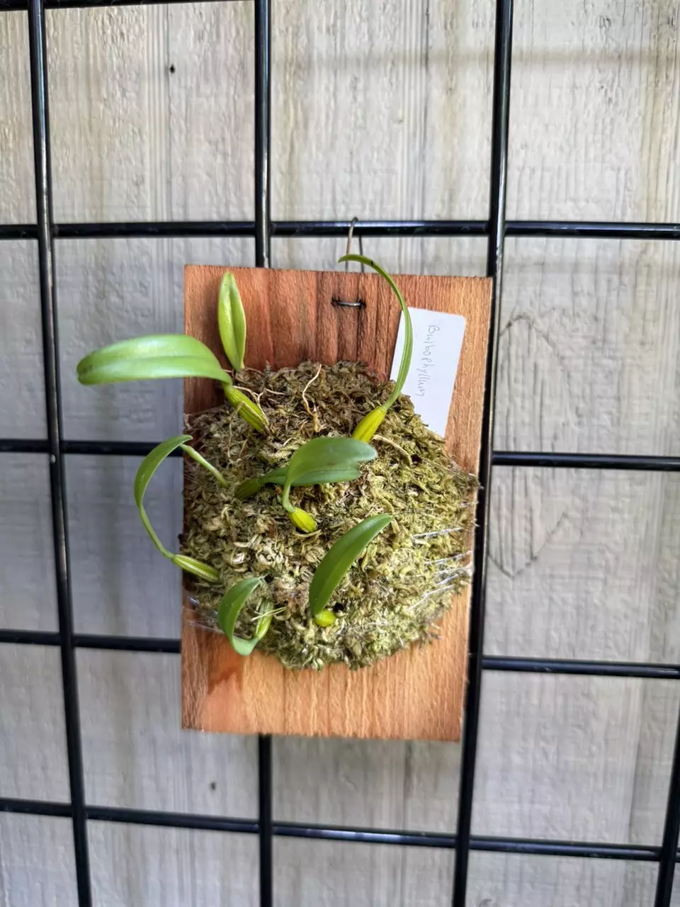 Mounted Bulbophyllum odoratissimum orchid thumbnail