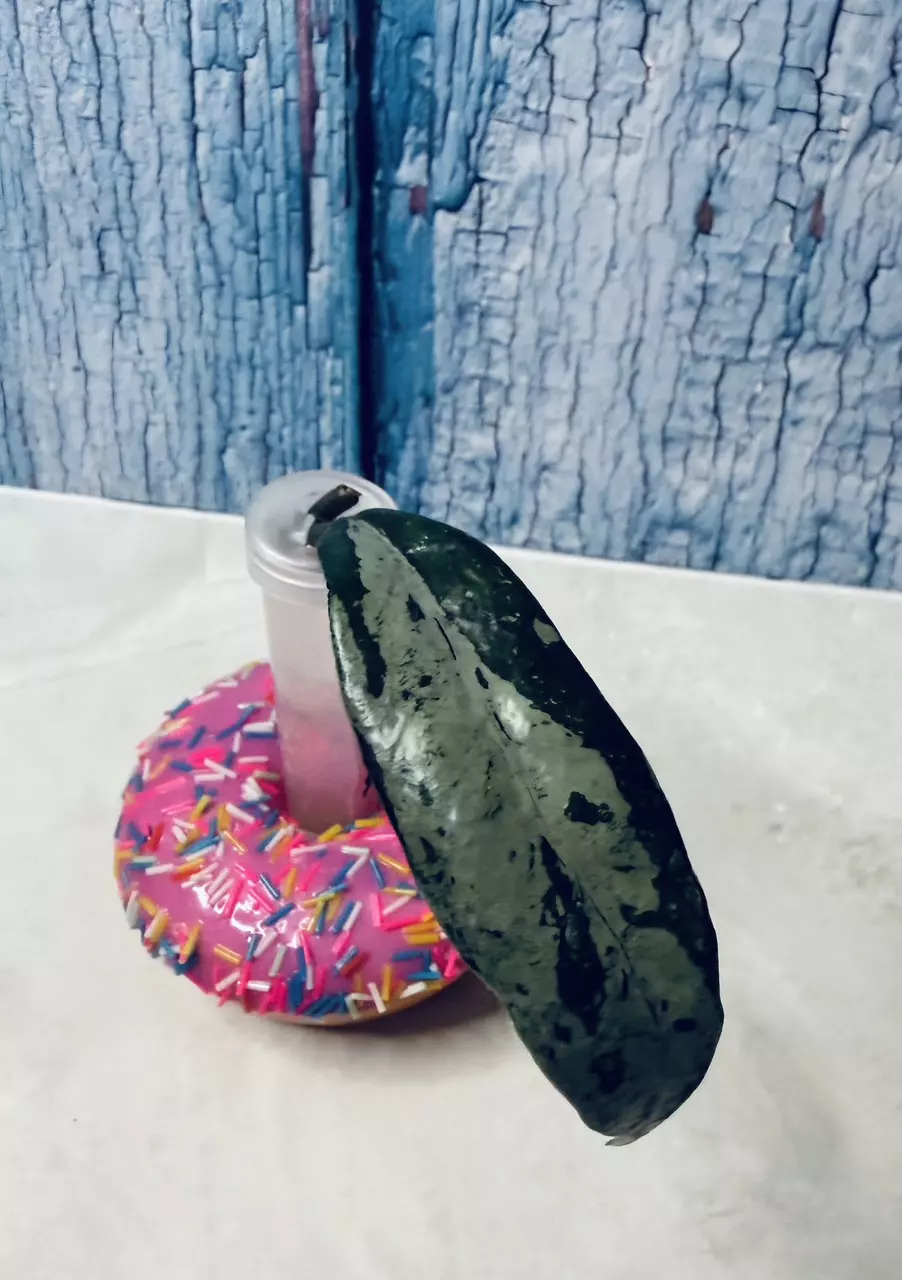 Hoya Wilbur Graves China. 🔥CRAZY SILVER!!!🔥 thumbnail