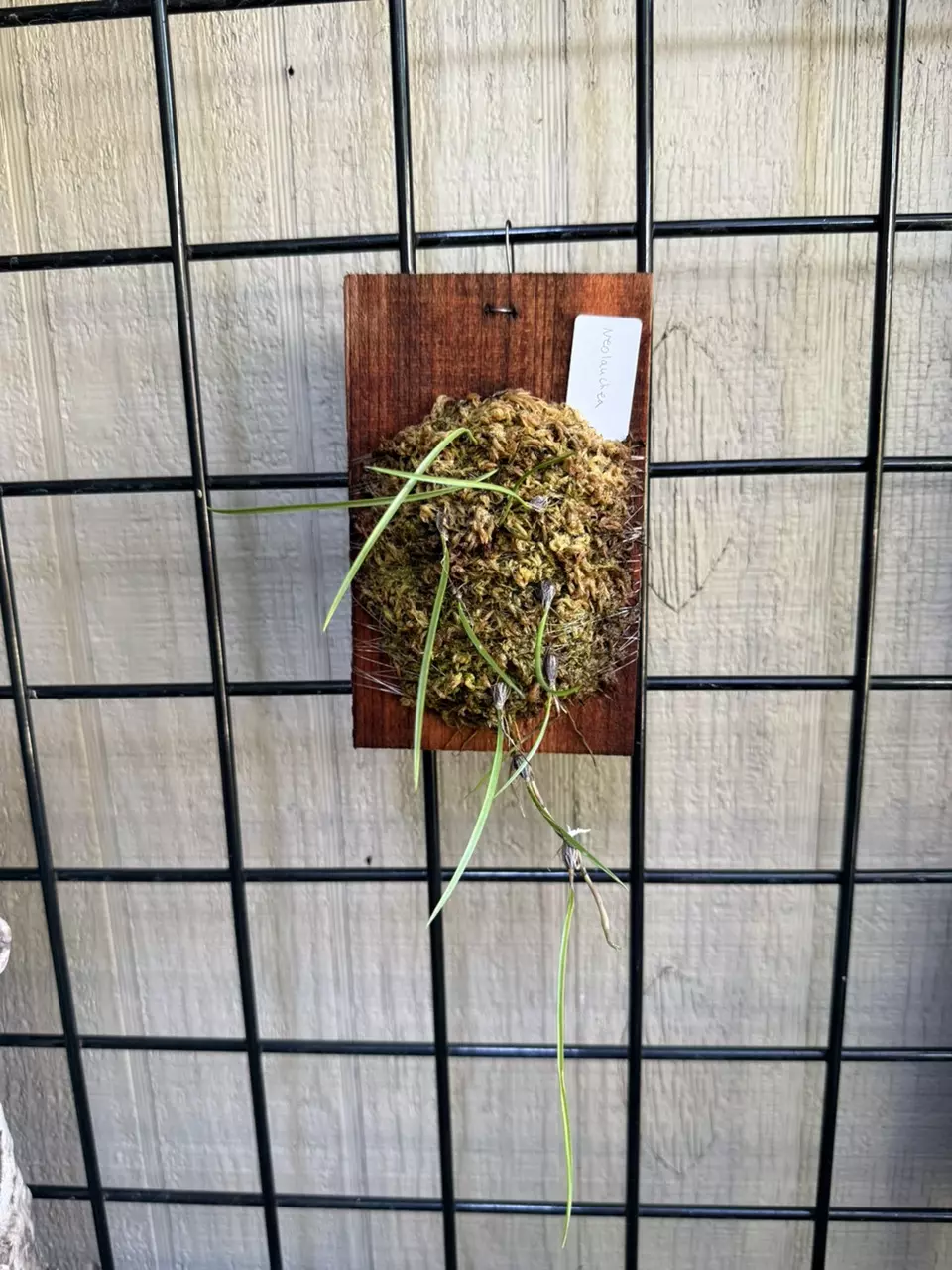 Mounted Neolauchea pulchella orchid thumbnail